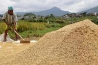 Perpadi Sodorkan Beras Fortifikasi untuk Atasi Stunting