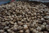 25 Ton Kapulaga Putih Indonesia Masuk Pasar Tiongkok