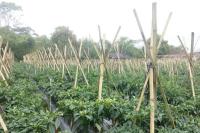 Jelang Masuki Ramadan, Cabai Kabupaten Sukabumi Siap Pasok Pasar