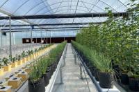 Hadapi El Nino, Kementan Siapkan Strategi Amankan Pasokan dan Harga Produk