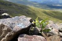 Peneliti Girang Temukan Pohon Tumbuh di Gunung Braeriach