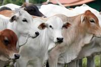 KPKP Jaksel Pastikan 22.811 Kurban Aman dan Layak Konsumsi