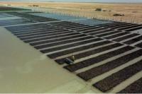 Atasi Perubahan Iklim, Arab Saudi Tanam 50 Juta Pohon Bakau