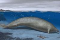 Paus Purba yang Ditemukan di Peru Diyakini sebagai Hewan Terberat