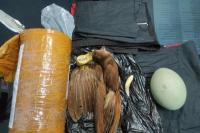 Karantina Merauke Gagalkan Penyelundupan Awetan Satwa Langka Endemik Papua