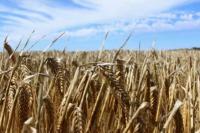 Studi Ungkap Biodiversitas Tanaman Eropa Justru Runtuh Pasca Black Death