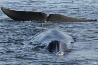 Islandia Lanjutkan Perburuan Paus Sirip