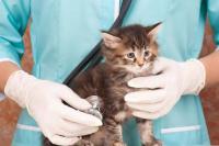 Inilah Cara Merawat Kucing dengan Baik