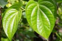 Segudang Manfaat Daun Sirih bagi Wanita