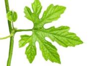 Tak Banyak Orang Tahu, Ternyata Daun Pare Bisa Merawat Kulit