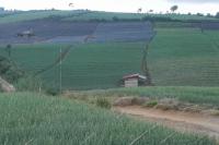 Di Solok, Kementan Bangun Kampung Perlindungan Hortikultura Bawang Merah Siap Ekspor