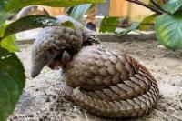 Fakta vs Mitos Seputar Manfaat Sisik Trenggiling yang Wajib Diketahui