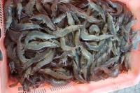 KKP Ajak Eksportir Udang Jajal Pasar di Luar AS