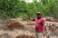 Kementan Genjot Produktivitas Jeruk Petani Kolaka