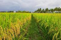 Sambas Panen Raya Padi, Produktivitas Capai 7 Ton/Ha