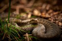 Kenali Ciri Ular Berbisa dan Cara Mencegah Gigitannya