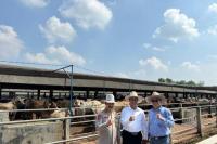 Mentan dan Wakapolri Makin Lengket Urus Ternak 