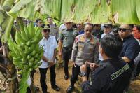 Kapolda Sulsel Anjurkan Petani Tanam Pisang daripada Padi