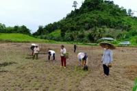 Kementan Pacu Kaltara Gencarkan Program Perluasan Areal Tanam