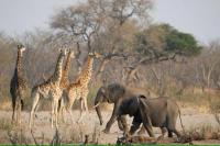 Zimbabwe akan Memusnahkan 200 Gajah untuk Beri Makan Warga Kelaparan akibat Kekeringan