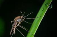 Kenapa Nyamuk Jantan Kini Tidak Menggigit Manusia?