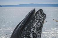 Mengenal Keunikan Ikan Paus, Raksasa Laut Penjaga Keseimbangan Alam