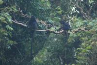 Mengapa Indonesia Memiliki Banyak Jenis Hutan?