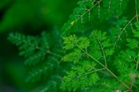 7 Ide Olahan Kelor Lezat sebagai Pendamping Nasi