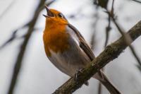 Studi Ungkap Semua Hewan Punya "Irama Universal" dalam Berkomunikasi