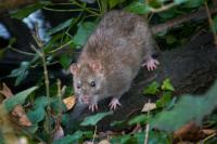 Jangan Salah Kaprah! Ini 6 Perbedaan Nyata Antara Tikus Rumah dan Tikus Got