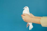 Tips Merawat Burung Peliharaan Setelah Ditinggal Mudik Lebaran