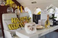 Dulu Hidup Mewah Bagai Raja, Bagaimana Nasib Kucing Choupette setelah Kematian Karl Lagerfeld?