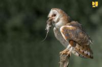 Selain Burung Hantu, Ini Deretan Predator Pembasmi Tikus