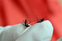 Jangan Sampai Salah, Mengenal Perbedaan Nyamuk Penyebab Malaria dan DBD