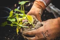 Panduan Bercocok Tanam di Pekarangan Rumah untuk Pemula