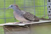 Perkutut Jogo Boyo, Burung Legendaris Penuh Wibawa dan Nilai Spiritual