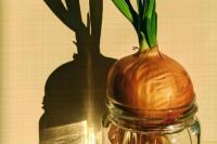 Cara Menanam Bawang Daun di Rumah Tanpa Tanah