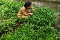 Tips Menanam Kangkung Sendiri agar Tumbuh Subur dan Cepat Panen