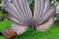 Kuau Raja, Burung `Seratus Mata` dari Hutan Sumatra