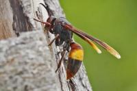 Mengapa Sengatan Tawon Vespa Bisa Berujung Fatal?