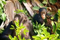 Bonobo Vs Simpanse, Dua Kerabat Dekat Manusia Tapi Dunia Mereka Berbeda