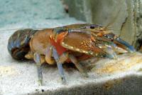 Cara Mudah Memelihara Lobster Air Tawar di Rumah, Peluang Cuan