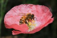 Racun Lebah Berpotensi Jadi Senjata Baru Lawan Kanker Payudara Agresif