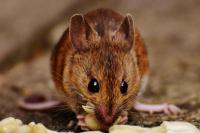 Studi: Sebagian Tikus Rela Ambil Risiko Demi Makanan Berkualitas