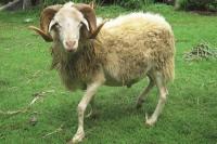 Cara Membuat Ternak Kambing-Domba Bahagia, Beternak Lebih Produktif