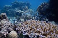 Terumbu Karang, Hewan Kolonial yang Menopang Kehidupan Laut