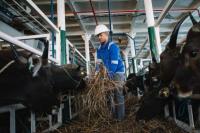 Angkut 851 Ekor, PELNI Pastikan Angkutan Sapi Lancar untuk Idul Adha 1446 H