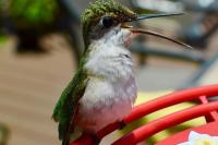 Waduh, Burung Ternyata Bisa Mabuk Alkohol dari Makanan Sehari-hari