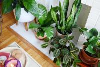 5 Tanaman Hias Depan Rumah yang Dipercaya Bawa Keberuntungan-Menyehatkan