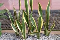 Ini 5 Tanaman yang Bisa Mengundang Ular ke Rumah 